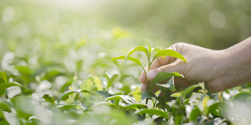 Mains cueillant un jeune plant de couleur verte
