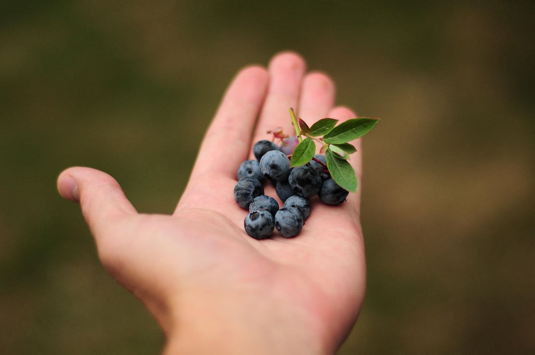 Santé, vieillissement, stress. A quoi servent vraiment les antioxydants ? Compleo Nutrition
