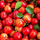 Vitamine C (extrait de baies d'acérola)