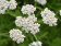 Achillée millefeuille