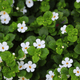 Bacopa breveté