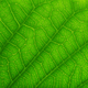Cellulose microcristalline