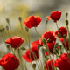 Coquelicot
