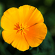 Eschscholzia