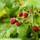 Fruit de framboisier