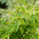 Gymnema sylvestre