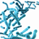 Lactobacillus acidophilus CBT LA1