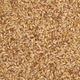 Malt d'orge