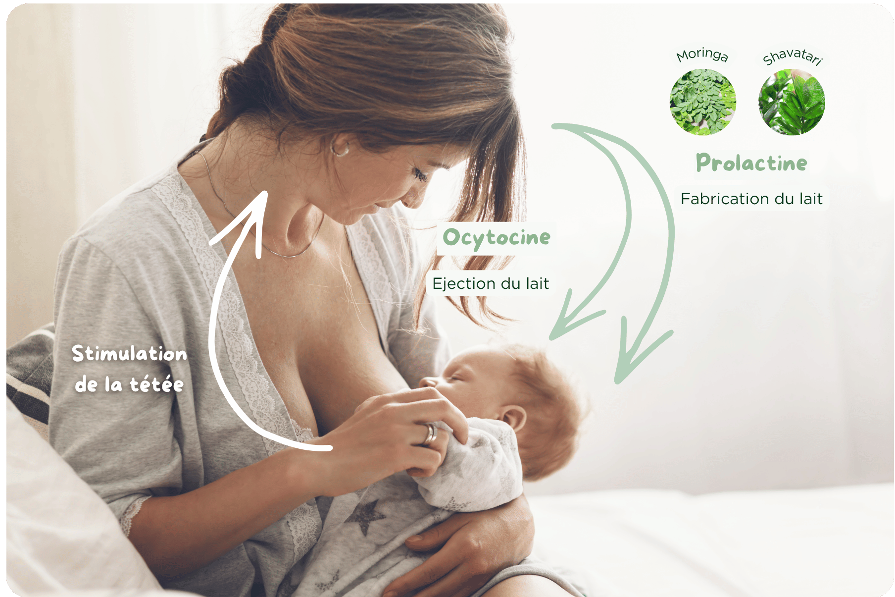 Moringa Mama - Allaitement - Illustration haute Décrypté par Compléo