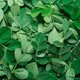 Moringa (feuille)