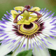 Passiflore