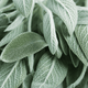 Sauge officinale
