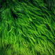 Huile de microalgue (Schizochytrium sp.)