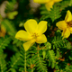 Tribulus