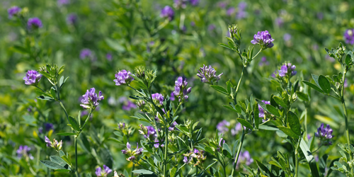 Champs de plantes officinales illustrant l'éthique de sourcing et de fabrication des produits que nous sélectionnons