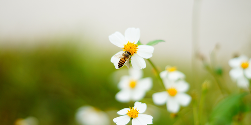 Abeille pollinisant une fleur