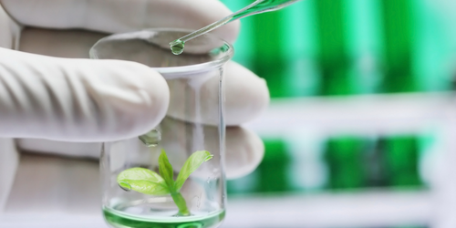 Scientifique qui humidifie une plante dans un bécher à l'aide d'une pipette en verre