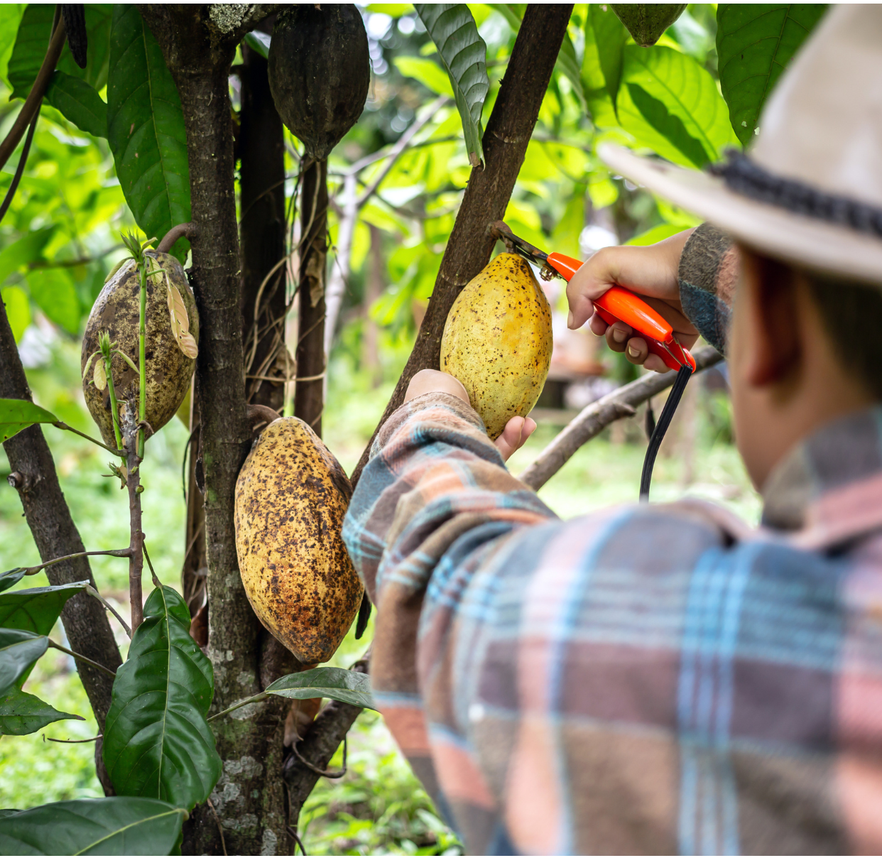 Homme récoltant les cosses de cacaoyer