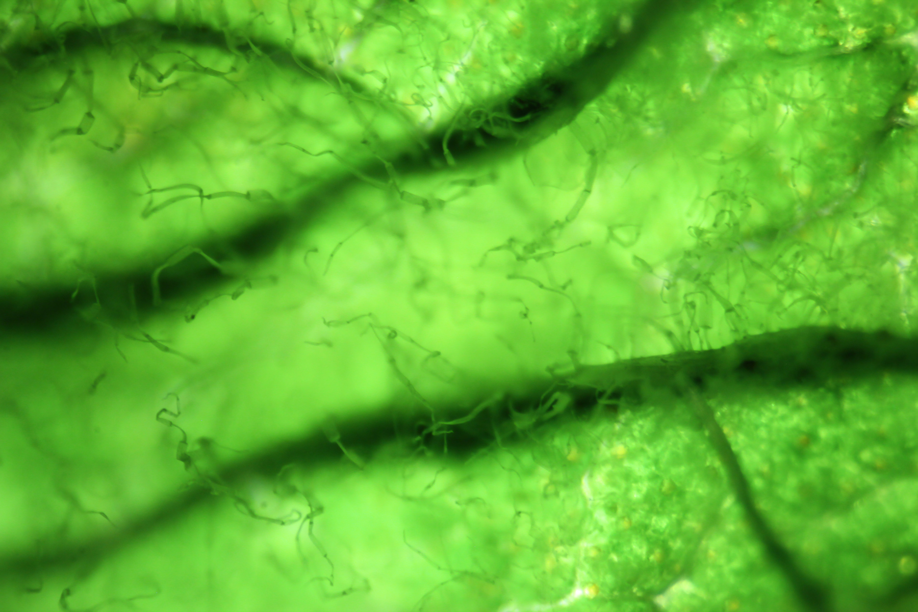Vue microscopique d'une microalgue