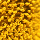 Pollen