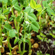 Pousse de pois germée AnaGain™ Nu